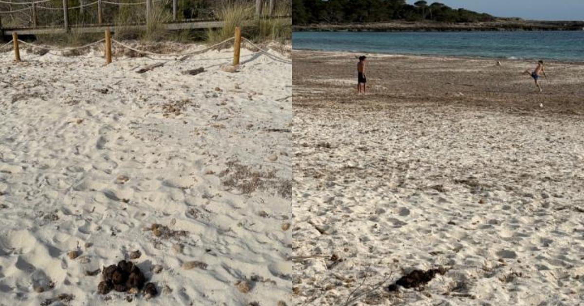 Estiércol de caballo en las playas del sur de Ciutadella