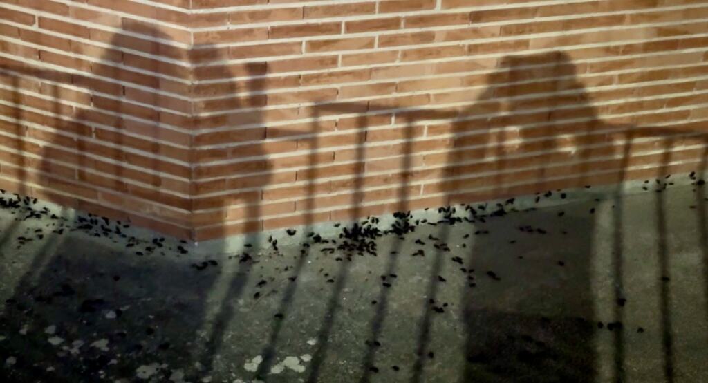 Cucarachas IESCIUDADDE HARO