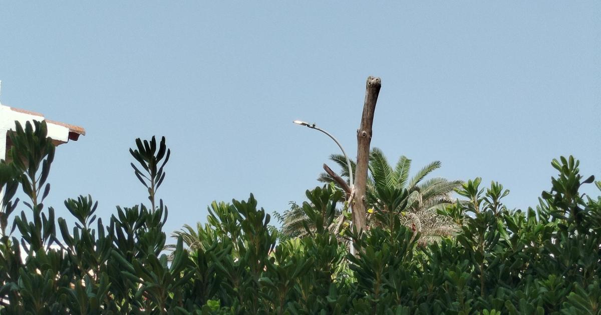 Farolas encendidas de día, día si y día también. Un desastre