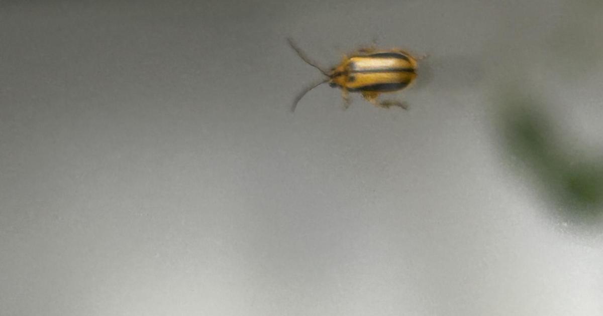 Árboles de Pl/ Barcelona se mueren por una plaga