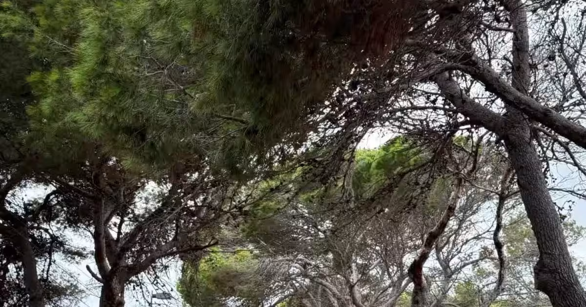 Camí de Sa Farola