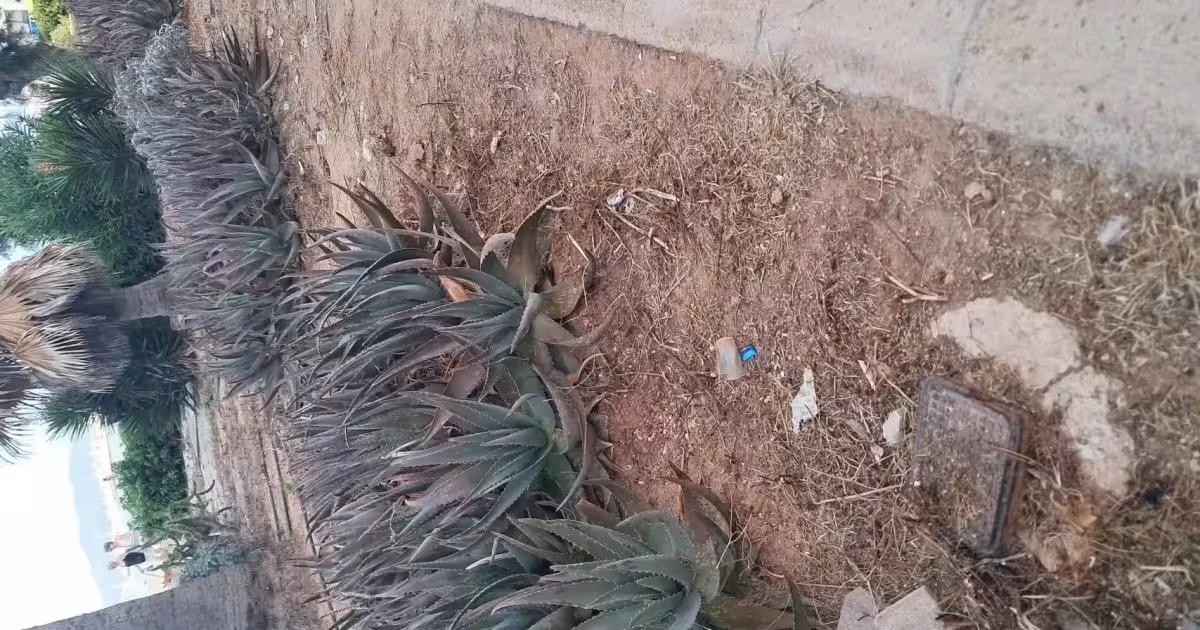 Dejadez en la Playa de Palma